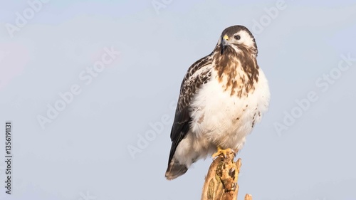 Myszołów (Buteo buteo)