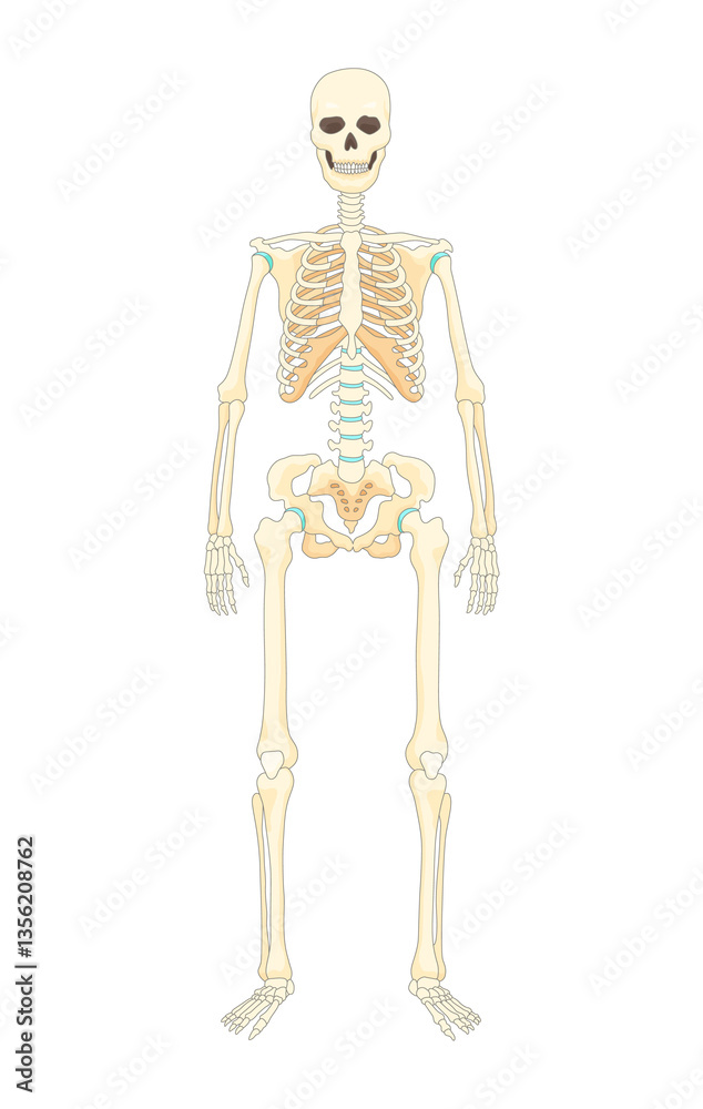 Bones type skeleton. Educational anatomical diagram element. Bone example. Educational medical illustration