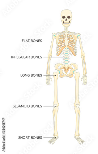 Obraz na płótnie Bones types skeleton. Educational anatomical diagram. Bones location and titles example. Labeled educational scheme, anatomy outline diagram. Educational medical illustration w salonie