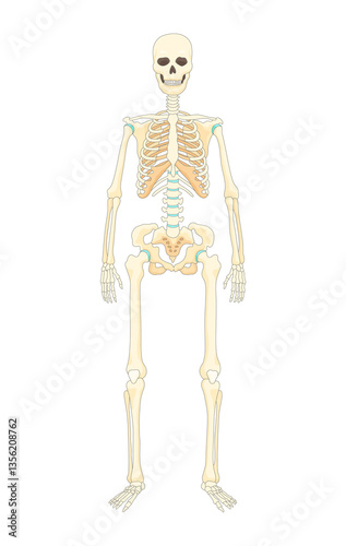 Obraz na płótnie Bones type skeleton. Educational anatomical diagram element. Bone example. Educational medical illustration w salonie
