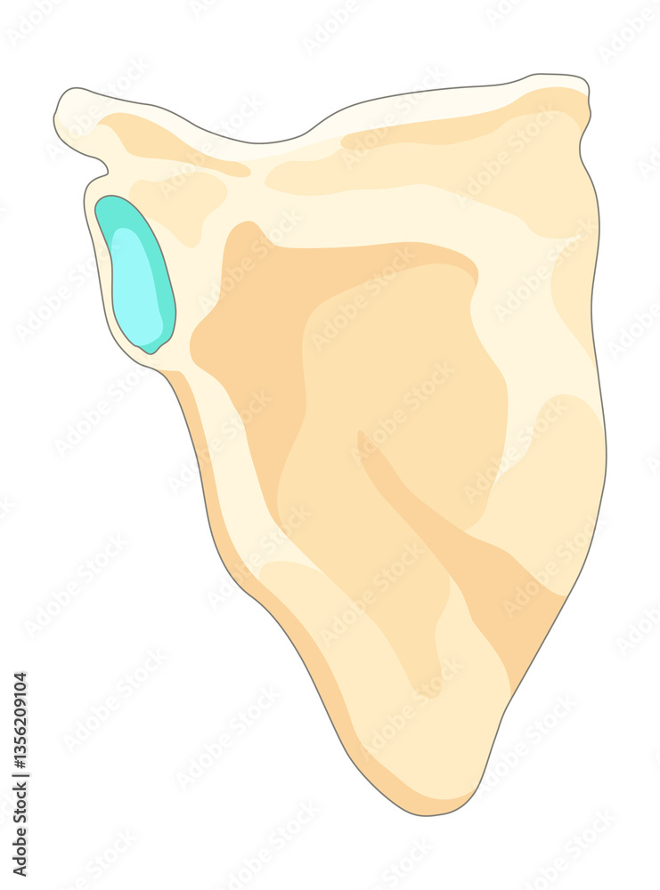 Bones type skeleton. Educational anatomical diagram element. Bone example. Educational medical illustration