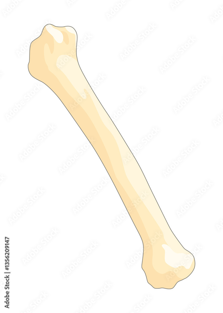 Bones type skeleton. Educational anatomical diagram element. Bone example. Educational medical illustration