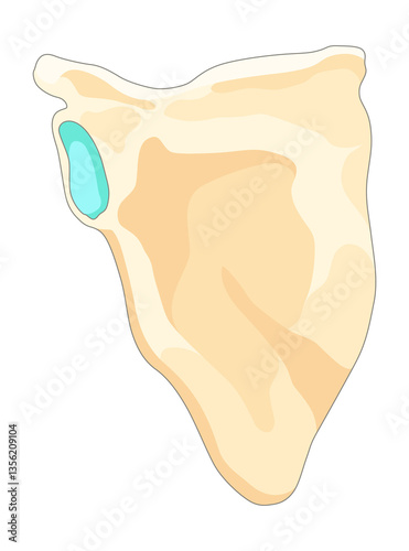 Obraz na płótnie Bones type skeleton. Educational anatomical diagram element. Bone example. Educational medical illustration w salonie