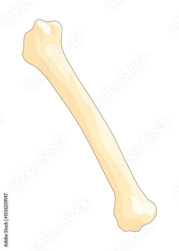 Obraz na płótnie Bones type skeleton. Educational anatomical diagram element. Bone example. Educational medical illustration w salonie