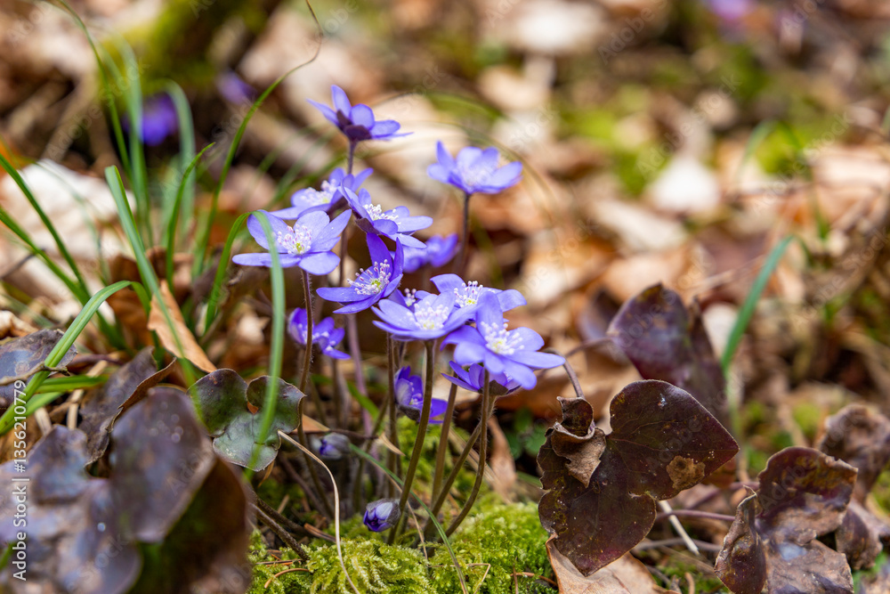Blue double-flowered liverwort. First spring forest flowers