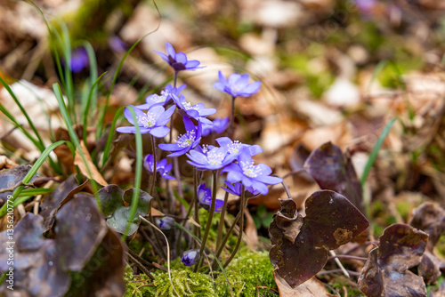 Obraz na płótnie Blue double-flowered liverwort. First spring forest flowers w salonie
