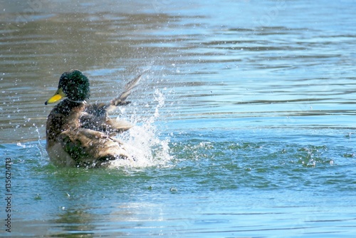 duck in water