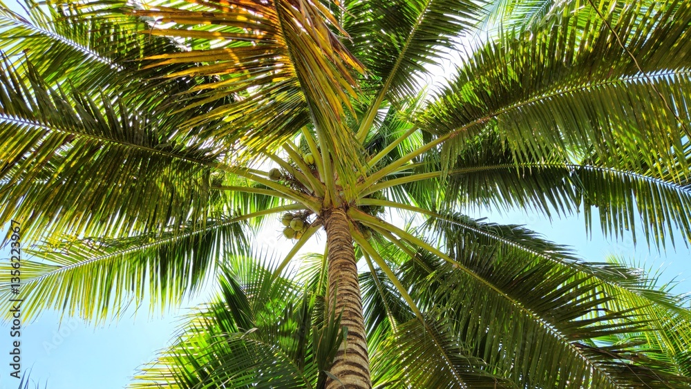 Fototapeta premium Low-angle shot of a tall coconut tree, showcasing its textured brown trunk, lush green fronds and a few coconuts against a soft blue sky.