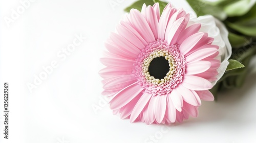 Close-up view of a beautiful pink gerbera flower on a light background showcasing delicate textures and vibrant colors