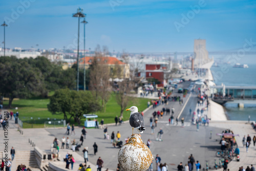 the bird watch the Magellano Bridge