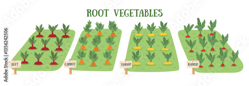 Gardening concept banner with growing root vegetables. Garden seedbeds with plants. Spring and gardening concept. Vector hand drawn background.