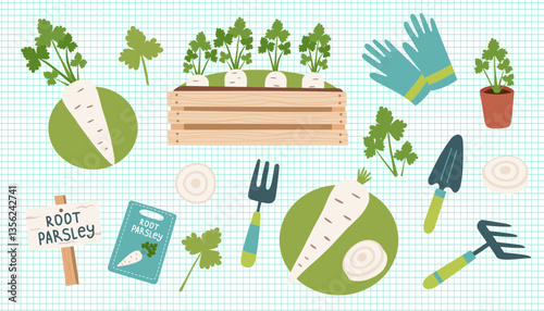 Gardening concept cliparts isolated on checkered background. Parsley root gardening. Parsley root and tools for planting vegetables. Vector hand drawn illustration.