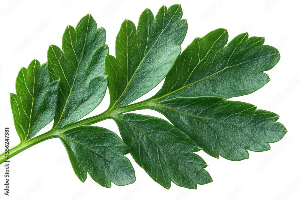 Obraz premium Fresh green parsley leaf close-up showing detailed texture and vibrant color
