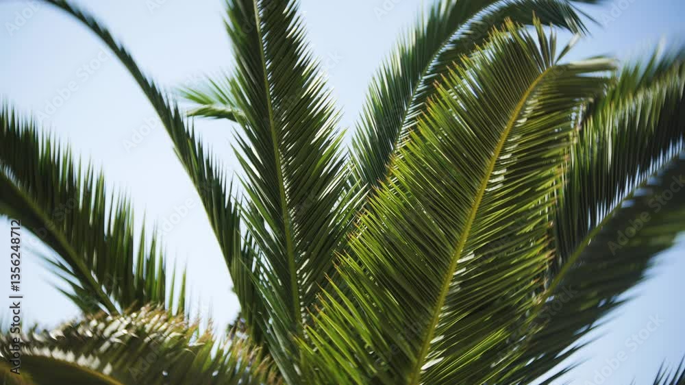 Vivid palm tree leaves stretch against a bright blue sky, radiating tropical vibes and natural beauty. Ideal for representing summertime, travel themes, relaxation, and the tranquility of nature. Vivid palm tree leaves stretch against a bright blue sky, radiating tropical vibes and natural beauty. Ideal for representing summertime, travel themes, relaxation, and the tranquility of nature.