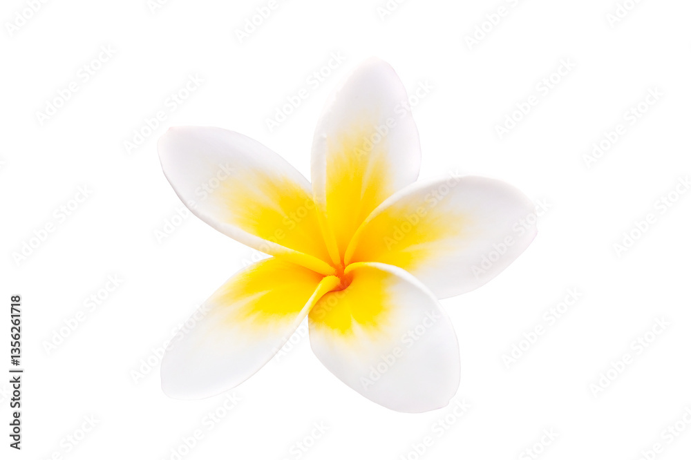 Close up photo of a frangipani flower (plumeria), tropical blossom isolated on white or transparent background, png cut out