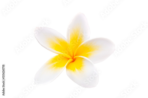 Obraz na płótnie Close up photo of a frangipani flower (plumeria), tropical blossom isolated on white or transparent background, png cut out w salonie