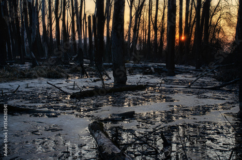 sunset in the woods