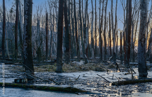 forest in winter