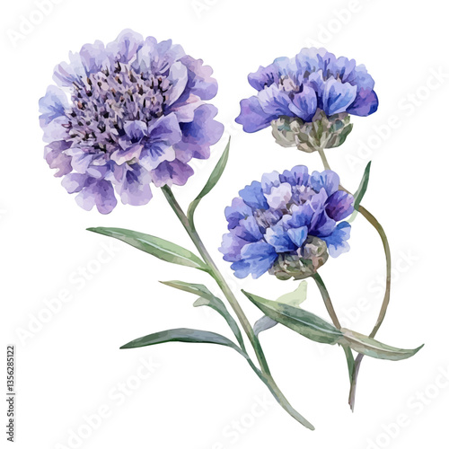 Scabiosa Branch, watercolor vector, isolated on a white background.