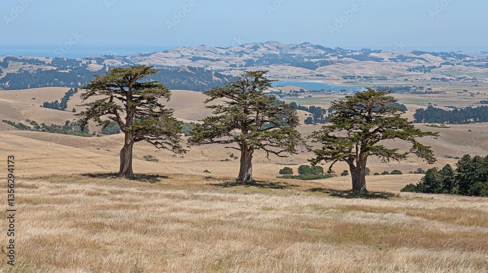 Fototapeta premium Three Majestic Trees on a Golden Hillside