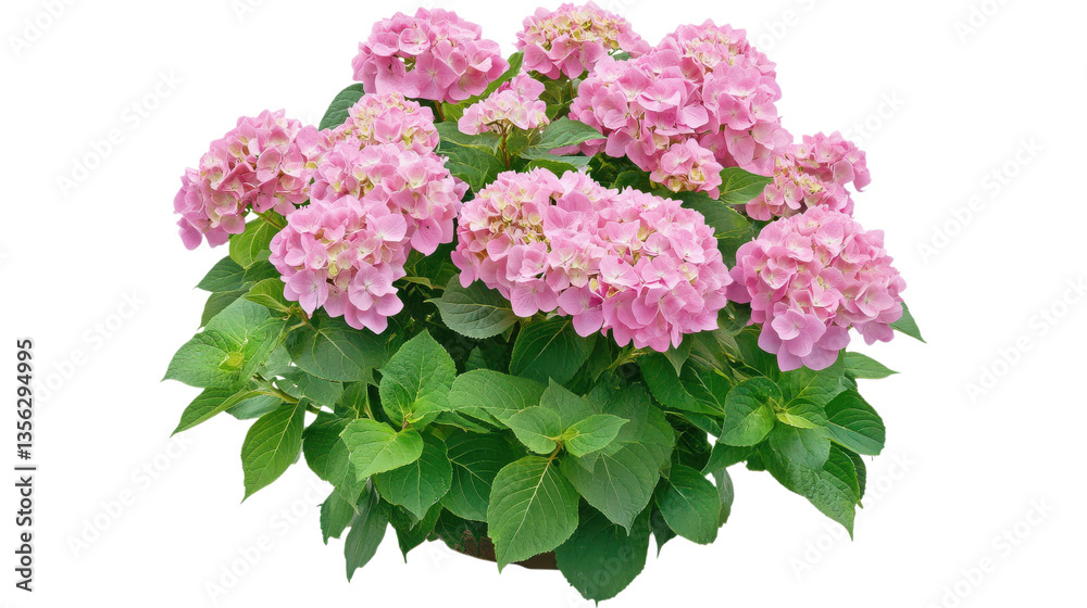 Fototapeta premium Hydrangea bush on garden isolated