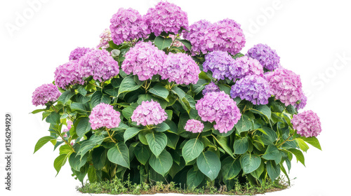 Hydrangea bush on garden isolated