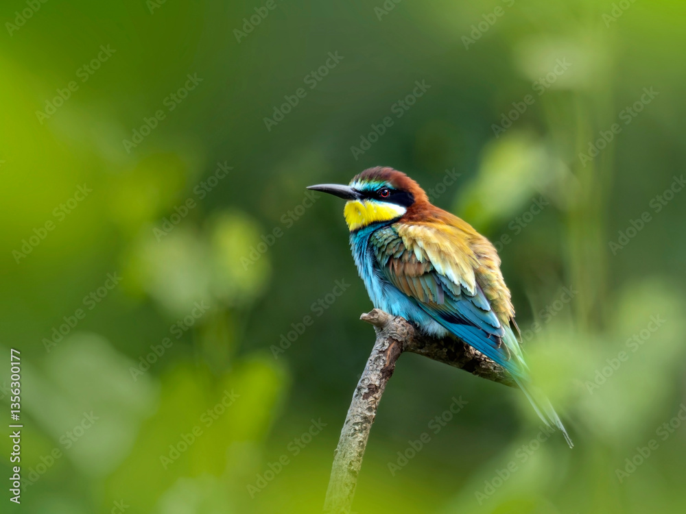 A colorful bee eater bird perched on a branch A colorful bee eater bird perched on a branch