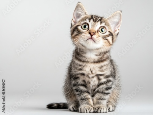 Striped tabby kitten looking up