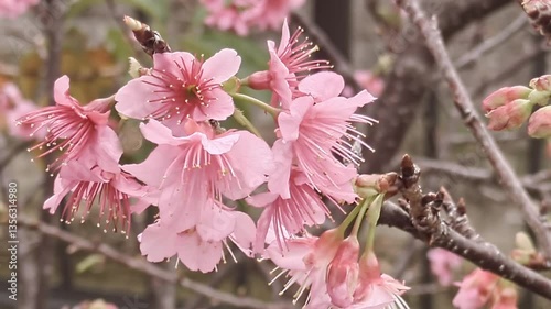 沖縄に咲くピンクの桜のクローズアップ

