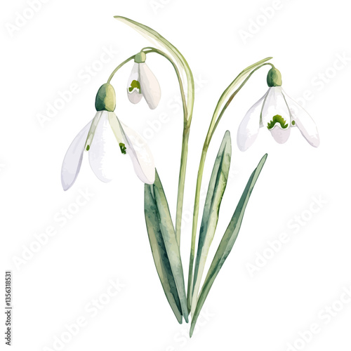 watercolor of Snowdrop Branch, isolated on a white background.