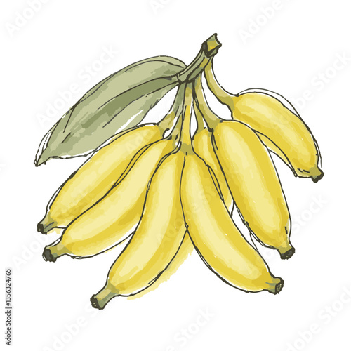 Loose hand-drawn banana illustration. Organic. Watercolor. Coloring. Color. Vector