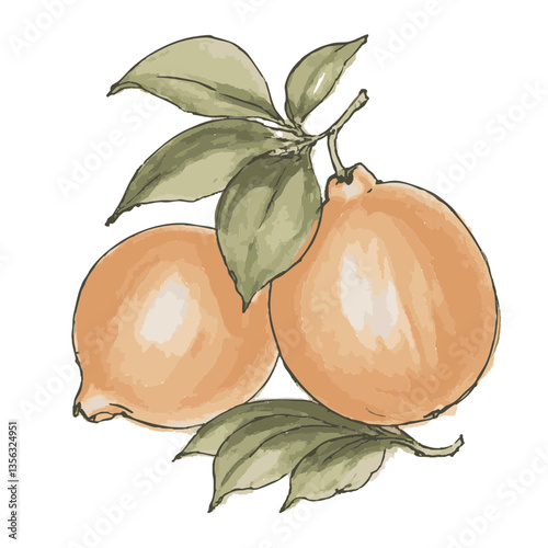 Loose hand-drawn pink grapefruit illustration. Organic. Watercolor. Coloring. Color. Vector