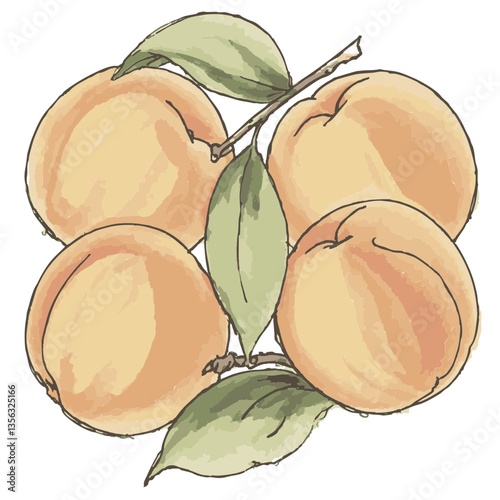 Loose hand-drawn plums illustration. Organic. Watercolor. Coloring. Color. Vector