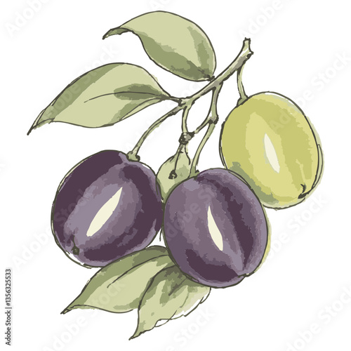 Loose hand-drawn prune illustration. Organic. Watercolor. Coloring. Color. Vector