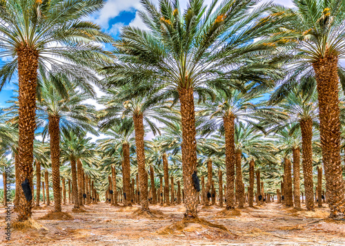 Plantation of date palms. Healthy food industrial agriculture production. Dat...