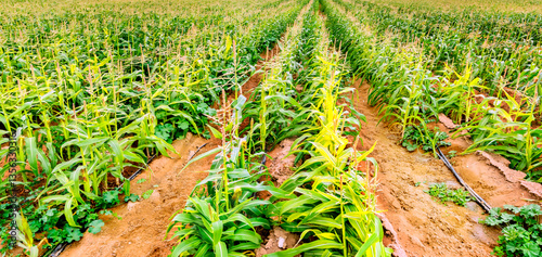 Field with young plants of selected corn.  Image depicts sustainable agricult...