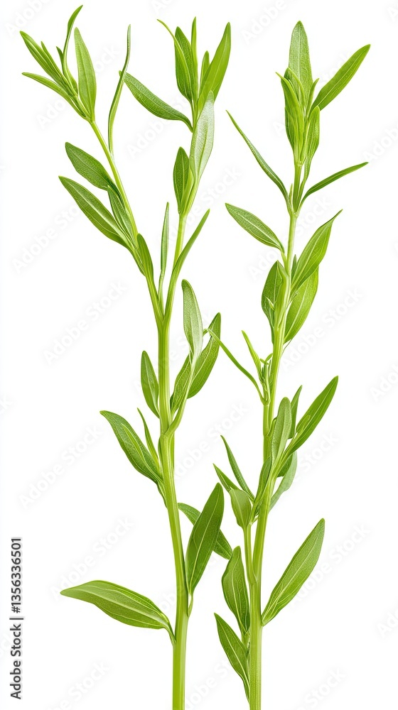 Fototapeta premium Fresh green sprigs, isolated, white background, cooking ingredient