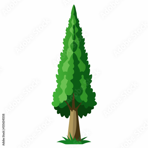 towering cypress tree with dense  conical foliage