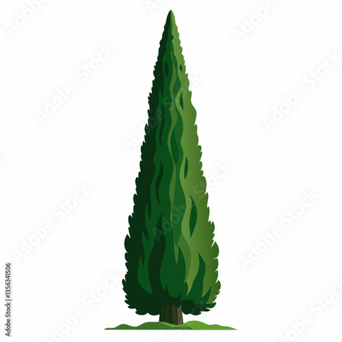 towering cypress tree with dense  conical foliage