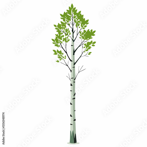 tall and straight aspen tree with white bark