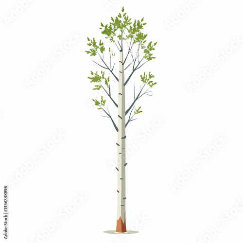 tall and straight aspen tree with white bark