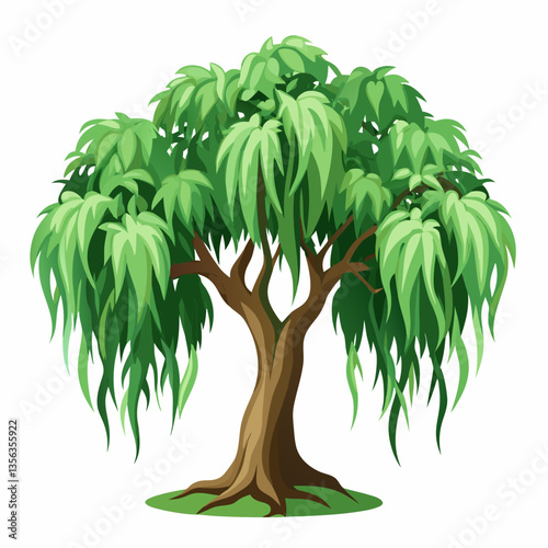 weeping fig tree with arching  drooping branches
