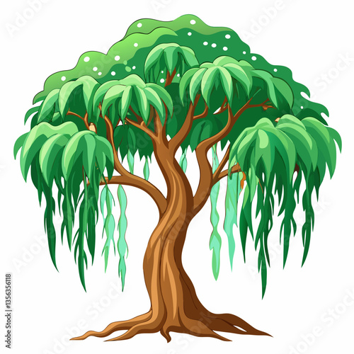 weeping fig tree with arching  drooping branches