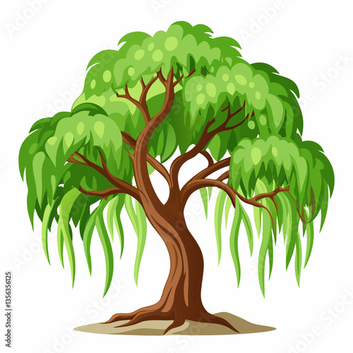 weeping fig tree with arching  drooping branches