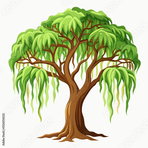 weeping fig tree with arching  drooping branches
