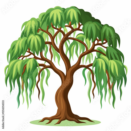weeping fig tree with arching  drooping branches