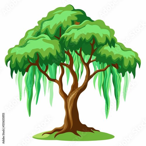 weeping fig tree with arching  drooping branches