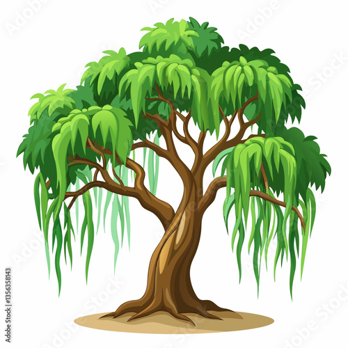 weeping fig tree with arching  drooping branches