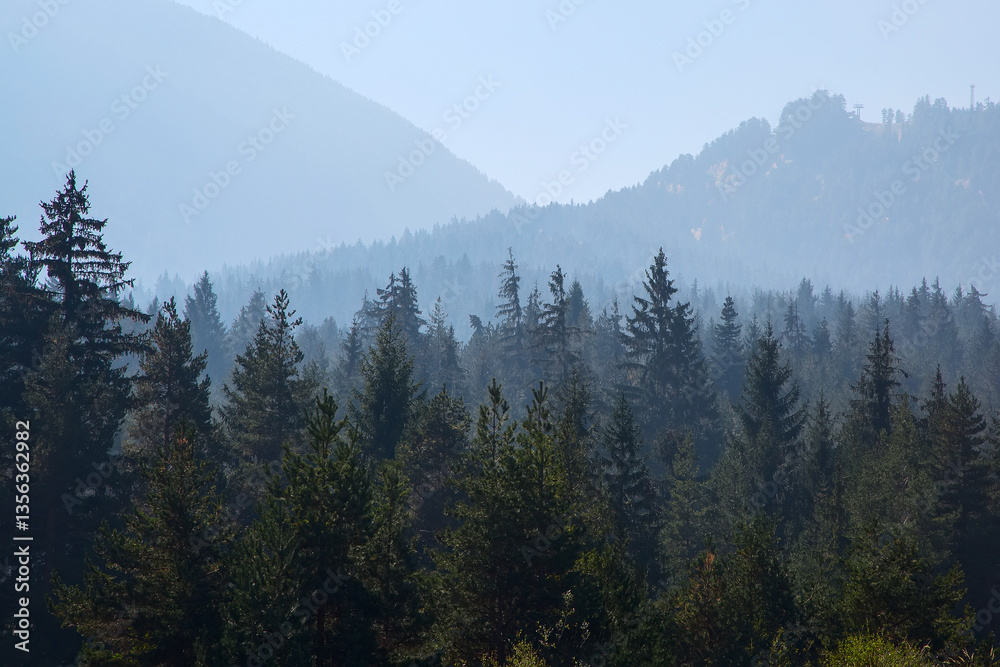 Fototapeta premium Pine trees black stylized silhouette photo
