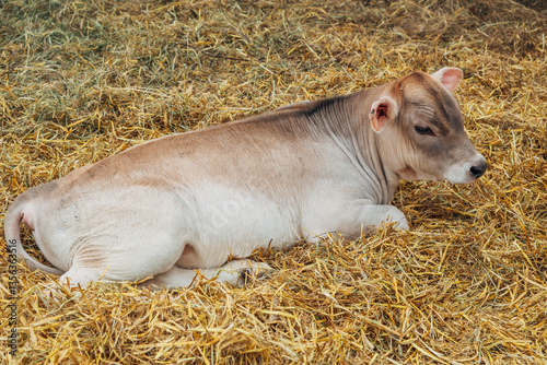 young calf of Swiss cattle breed